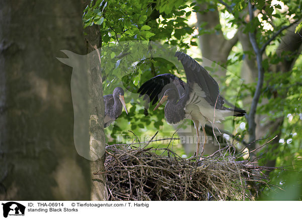 stehende Schwarzstrche / standing Black Storks / THA-06914