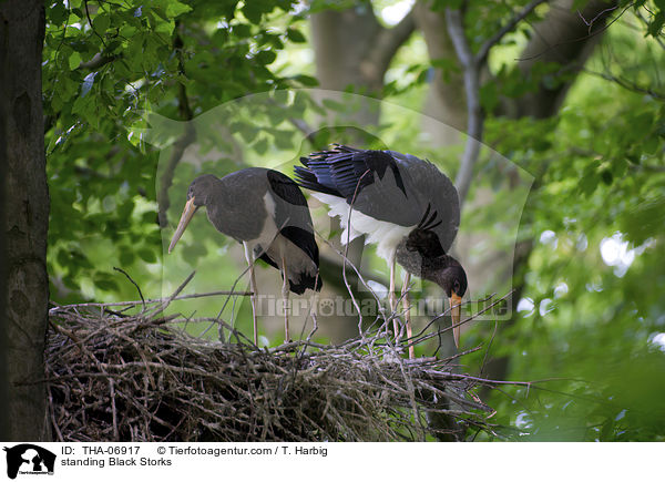 stehende Schwarzstrche / standing Black Storks / THA-06917