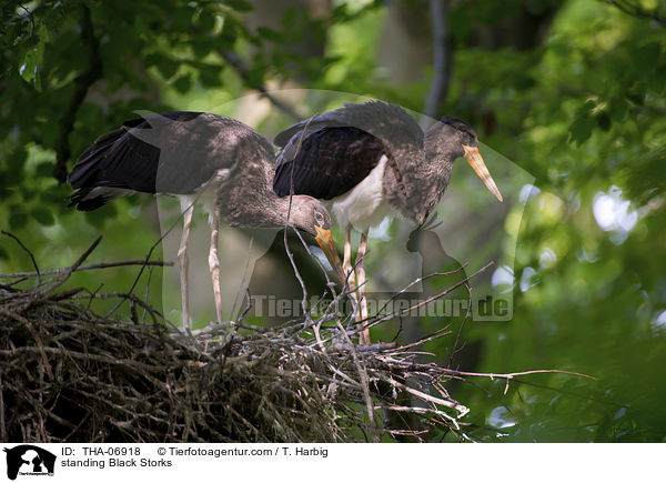 standing Black Storks / THA-06918