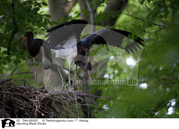 stehende Schwarzstrche / standing Black Storks / THA-06920