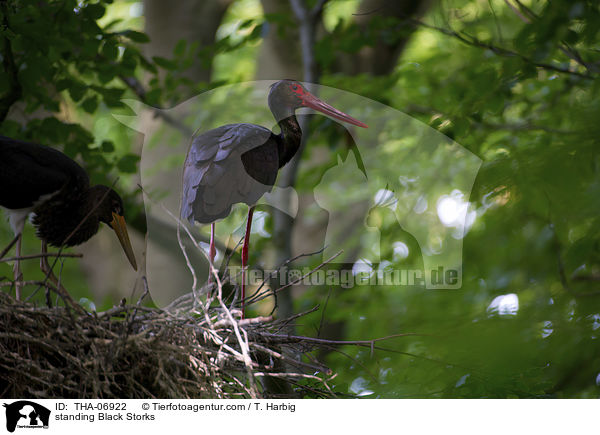 stehende Schwarzstrche / standing Black Storks / THA-06922