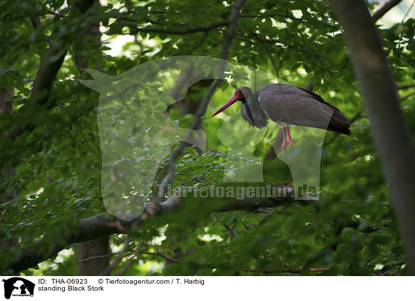 stehender Schwarzstorch / standing Black Stork / THA-06923