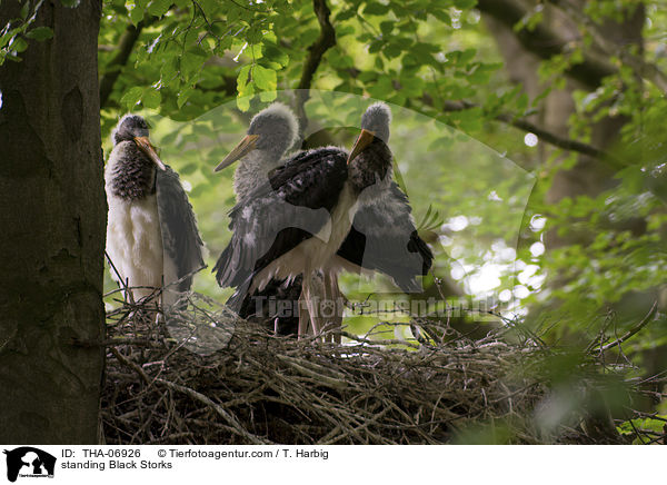 stehende Schwarzstrche / standing Black Storks / THA-06926