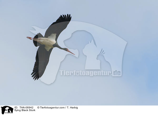 fliegender Schwarzstorch / flying Black Stork / THA-06942
