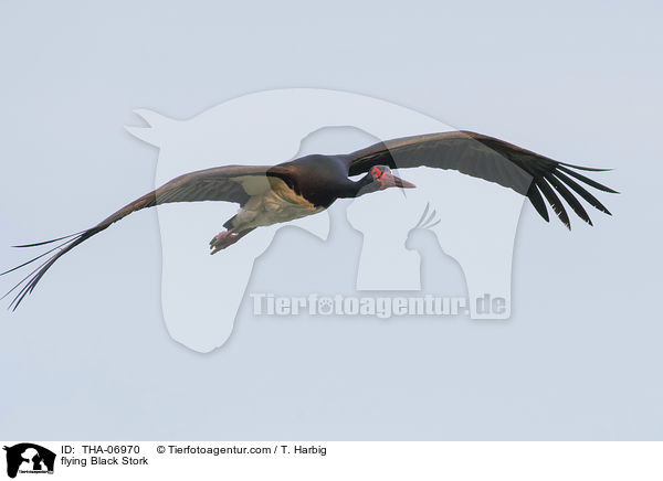 fliegender Schwarzstorch / flying Black Stork / THA-06970