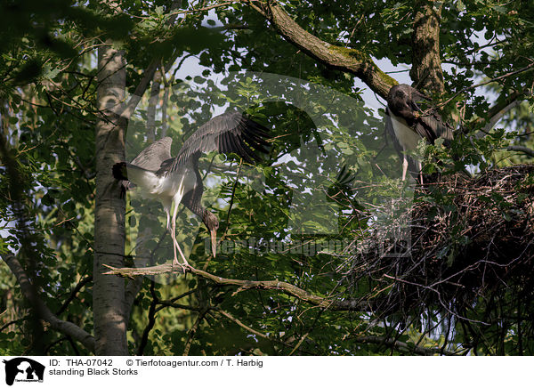 stehende Schwarzstrche / standing Black Storks / THA-07042