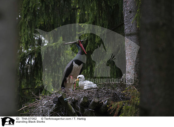 stehende Schwarzstrche / standing Black Storks / THA-07062