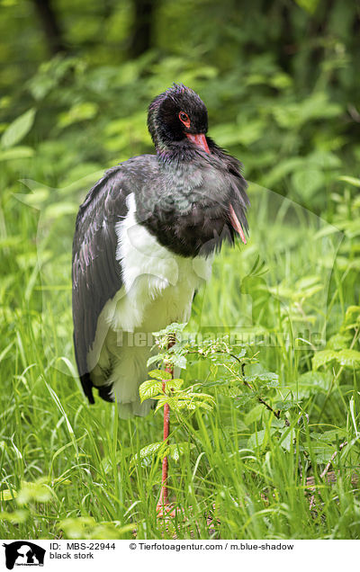 black stork / MBS-22944