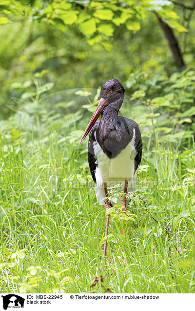 Schwarzstorch / black stork / MBS-22945