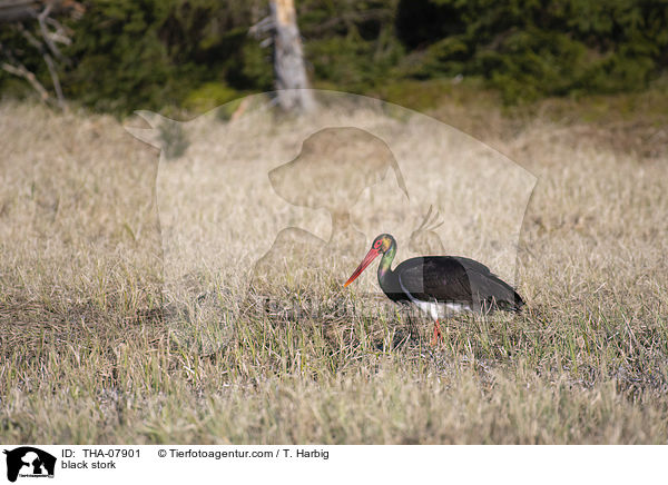 black stork / THA-07901