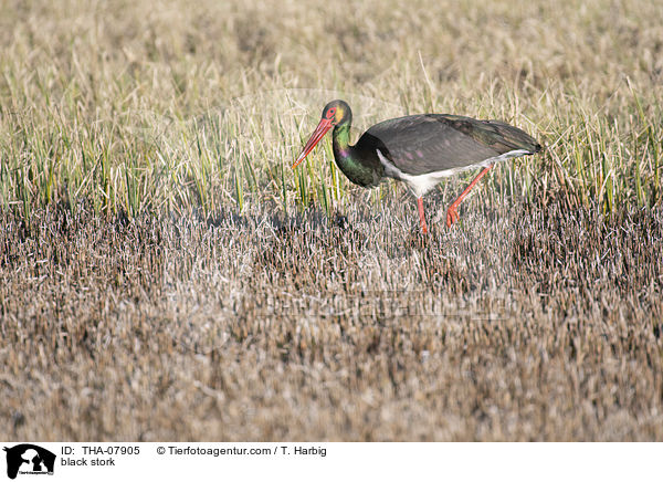 black stork / THA-07905