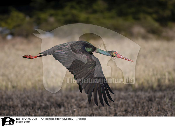 black stork / THA-07908