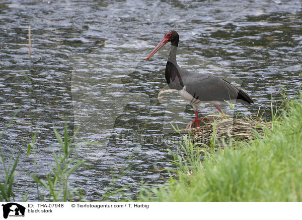black stork / THA-07948