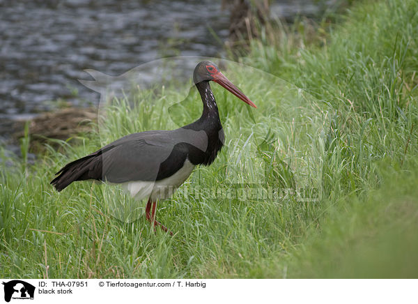black stork / THA-07951