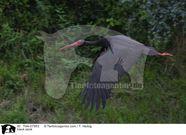 black stork / THA-07953