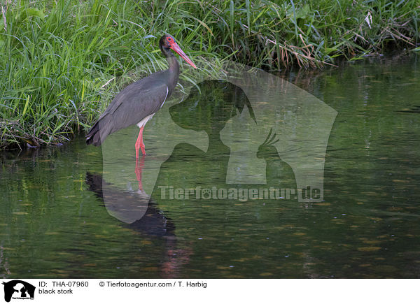 black stork / THA-07960