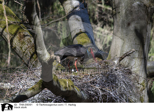 black stork / THA-09091