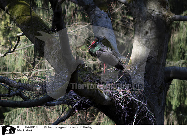 Schwarzstorch / black stork / THA-09103