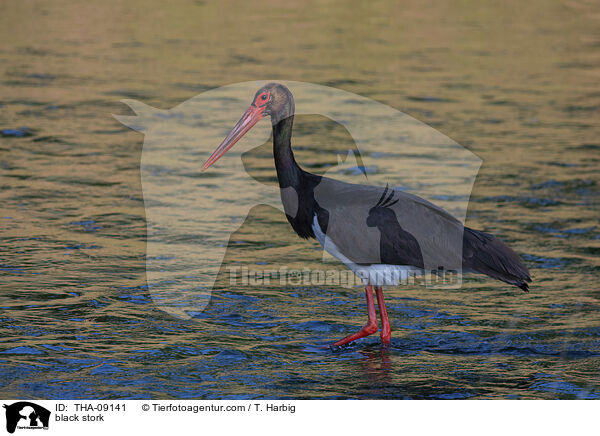 black stork / THA-09141