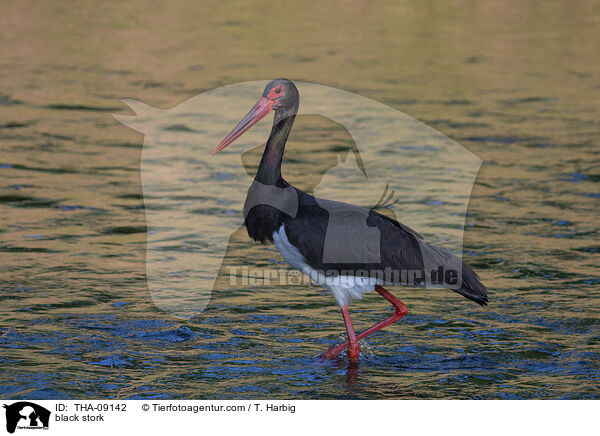 black stork / THA-09142