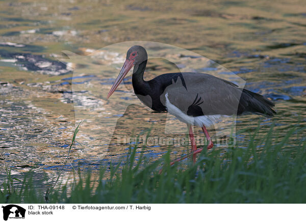 black stork / THA-09148