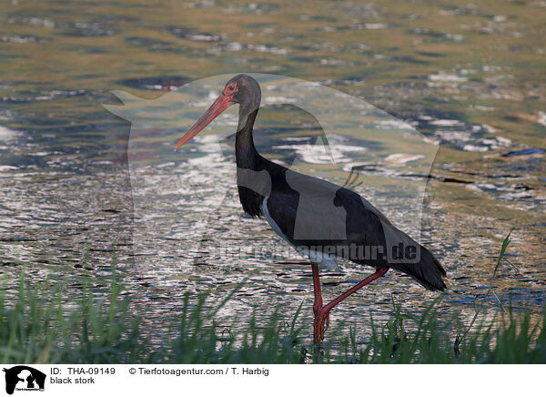 black stork / THA-09149