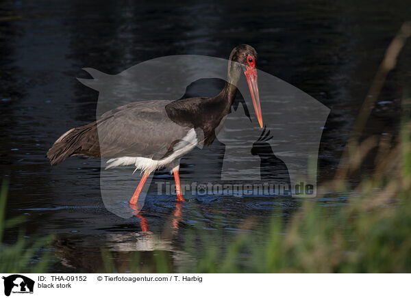 Schwarzstorch / black stork / THA-09152