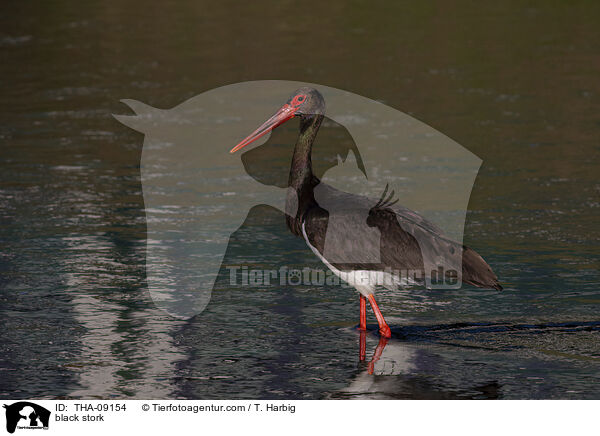 black stork / THA-09154