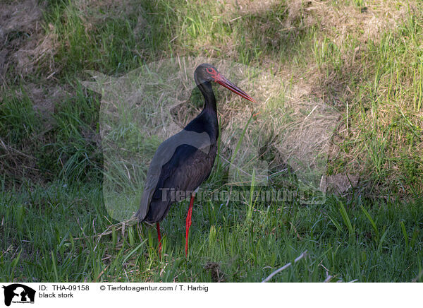 black stork / THA-09158