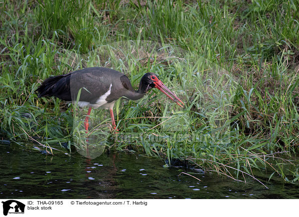 Schwarzstorch / black stork / THA-09165