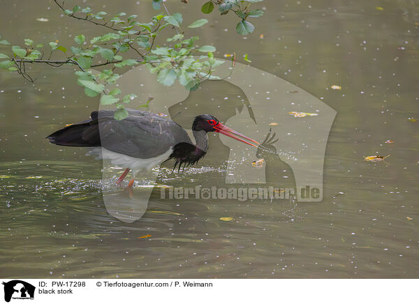 black stork / PW-17298