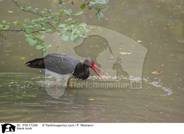 black stork / PW-17299