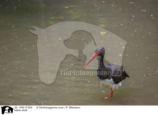 black stork / PW-17304