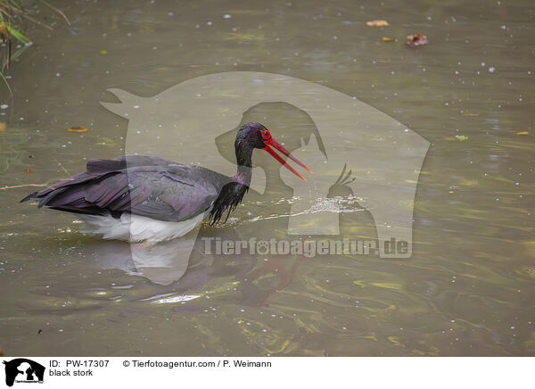 black stork / PW-17307