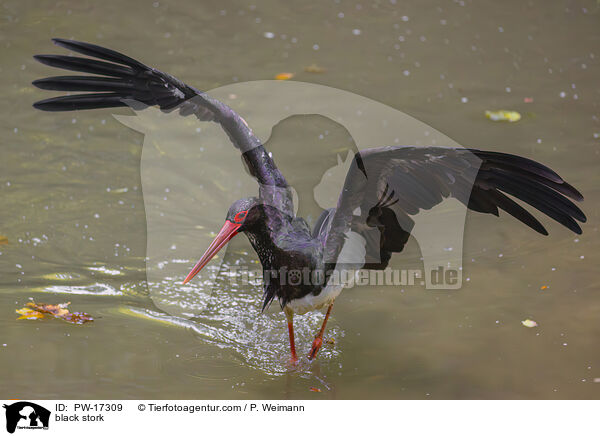 black stork / PW-17309