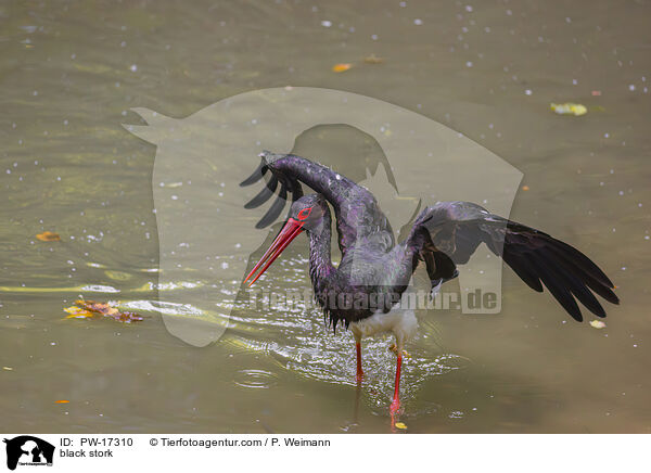Schwarzstorch / black stork / PW-17310