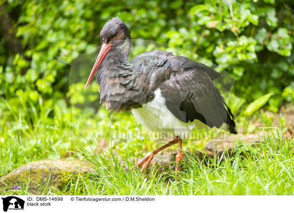 Schwarzstorch / black stork / DMS-14698