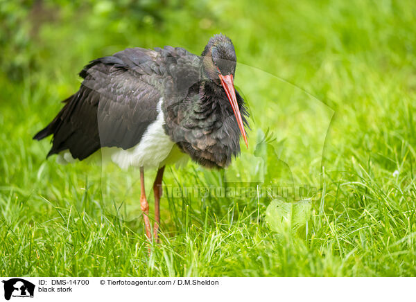 Schwarzstorch / black stork / DMS-14700
