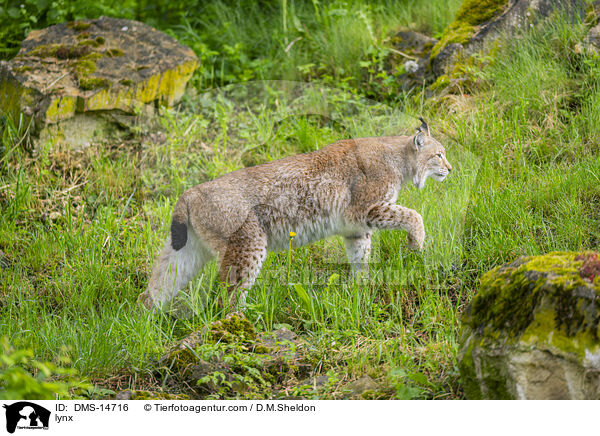 lynx / DMS-14716
