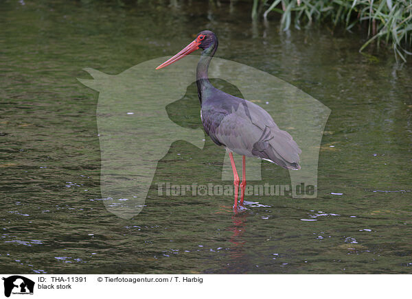 Schwarzstorch / black stork / THA-11391