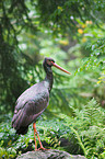 black stork