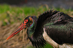 black stork