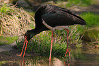 black stork