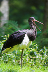 black stork