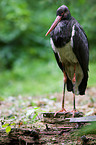 black stork