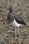 black stork