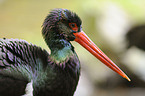 black stork