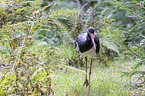 black stork