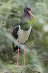 black stork