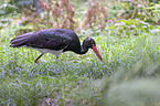 black stork